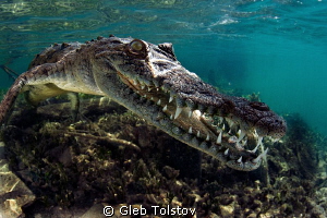 Smile by Gleb Tolstov 